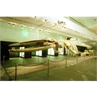 thumbnail Fin whale skeleton - 16 m