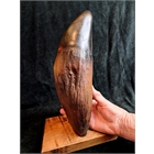 thumbnail Livyatan - The world's largest tooth - Fossil sperm whale 'Livyatan melvillei' - 32 cm canine - Acrystal Prima cast weighing over 2 kg