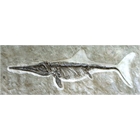 thumbnail Ichthyosaurus - Pascal Dehont
